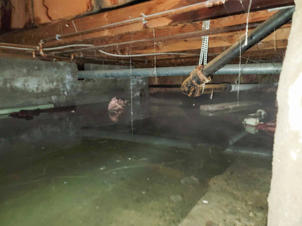 Best Flood damage cleanup  in Midway South, TX