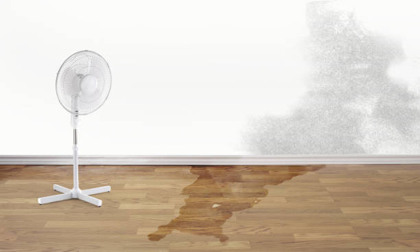 Best Water damage contractors near me  in Midway South, TX