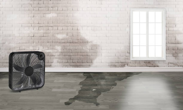 Best Carpet water damage restoration  in Midway South, TX
